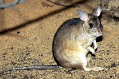 To Kirindy Forest & The Baobabs Avenue (65km)