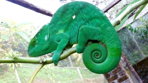 To Analamazaotra Special Reserve — Perinet (169km)