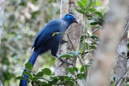 To Analamazaotra Special Reserve — Perinet (169km)