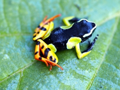 To Analamazaotra Special Reserve — Perinet (169km)