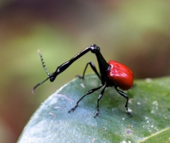 Explore Analamazotra Special Reserve (~3hrs)