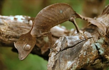 Explore Analamazotra Special Reserve (~3hrs)