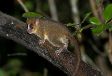 Discover Mitsinjo Forest (~3hrs)