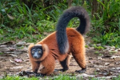 To Palmarium via Manambato (120km / 5hrs drive + 1h45 boat)