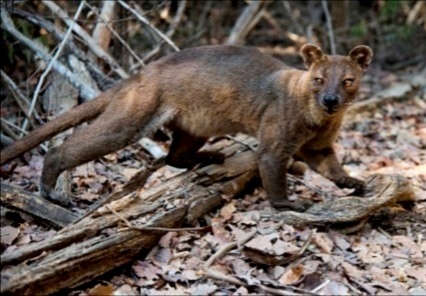 Drive back to Morondava — Kirindy Forest & Baobabs Alley