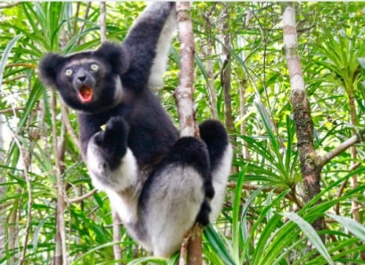 Explore Analamazotra Special Reserve (~3hrs)