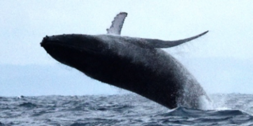 Whale Watching Safari (~4hrs)