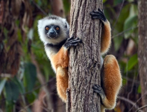 Itinerary 001 — Madagascar 50+